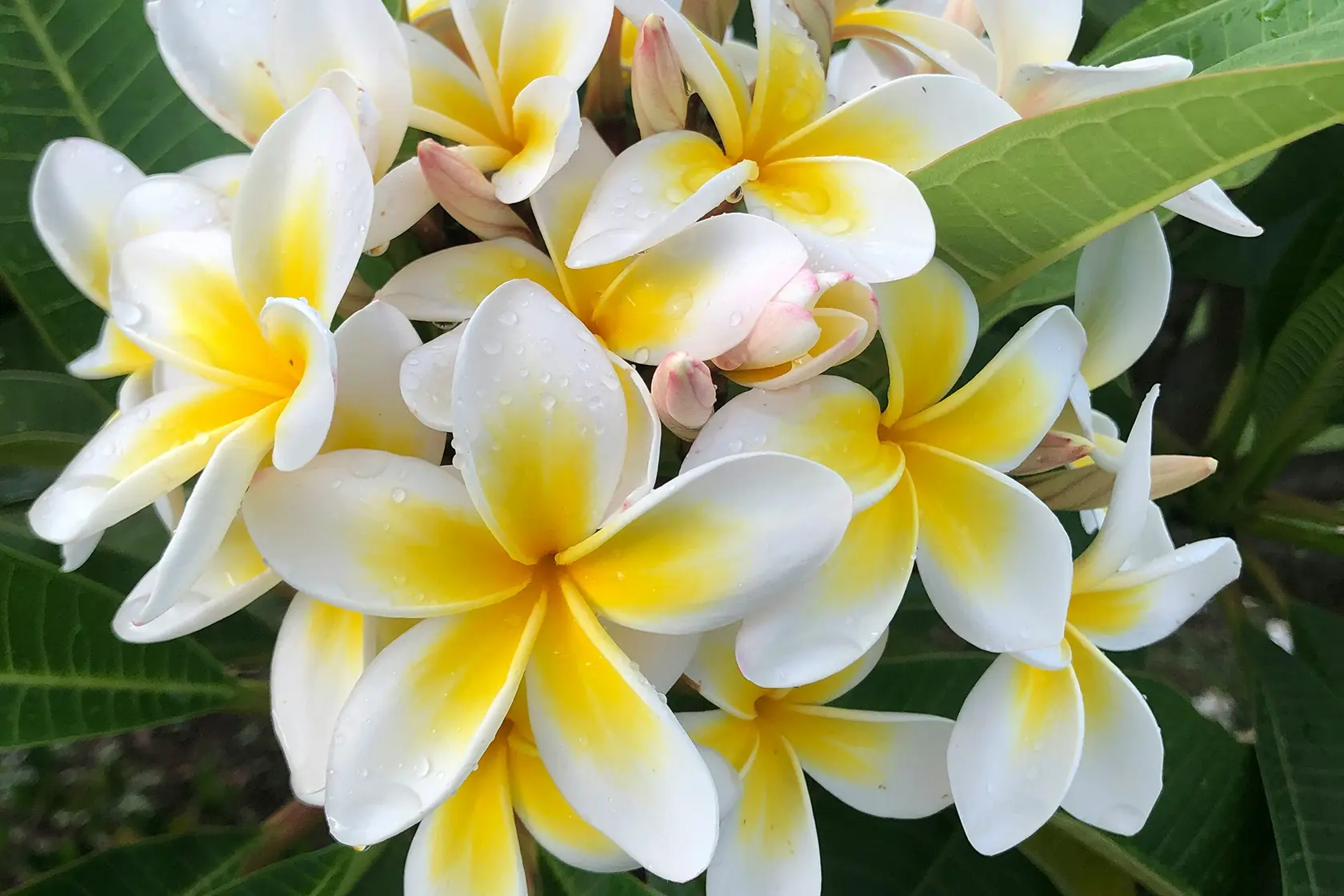 Headergrafik Plumeria