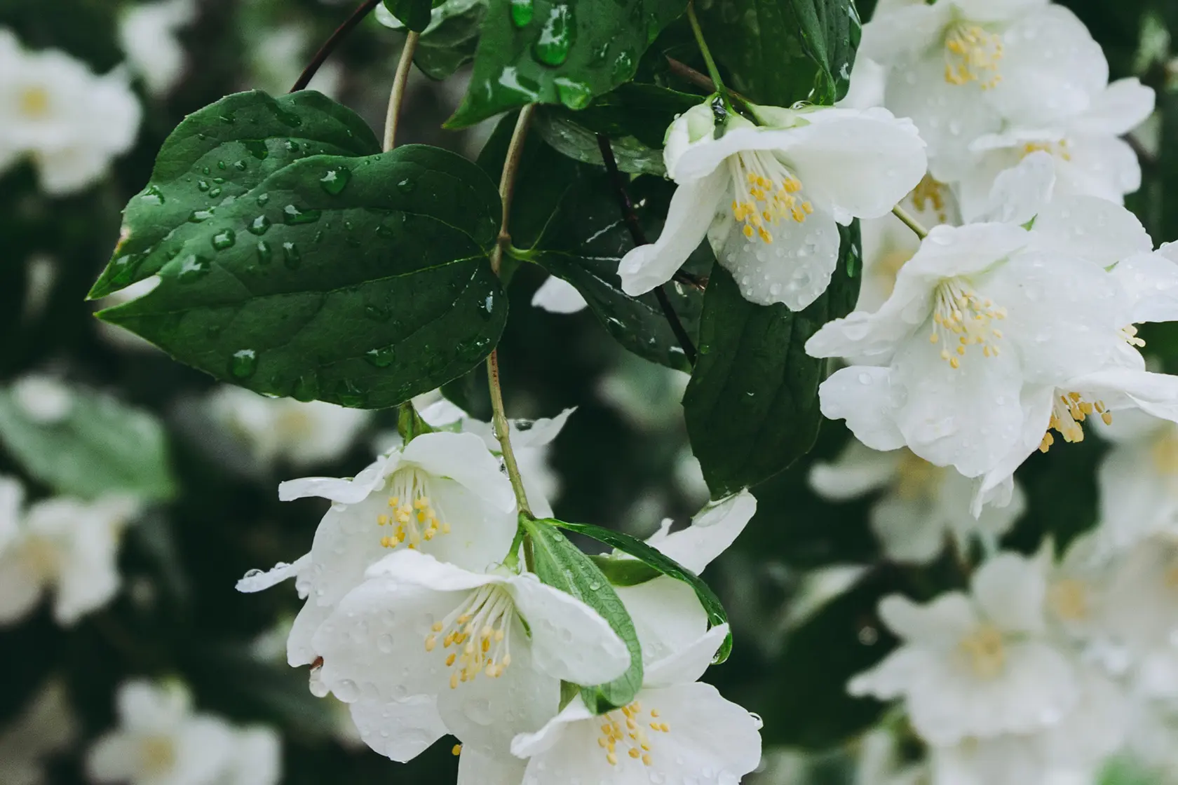 Headergrafik Jasmin Absolue