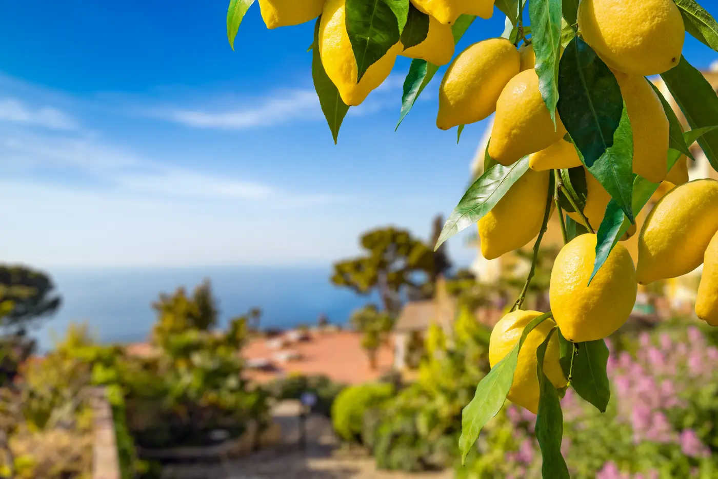 Zitronenbäume auf Capri