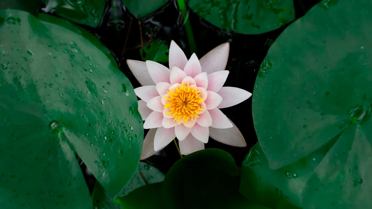 Lotusblüte von oben