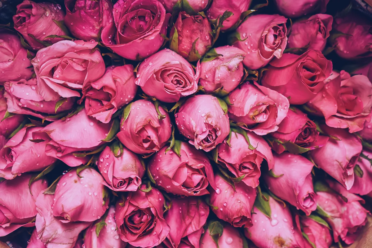 Rosen