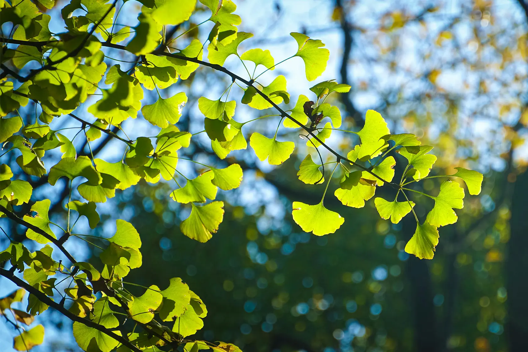 Headergrafik Ginkgo