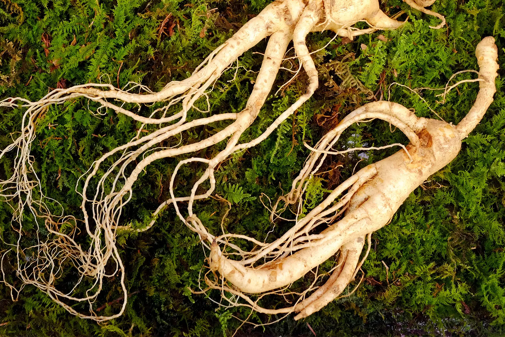 Headergrafik Ginseng