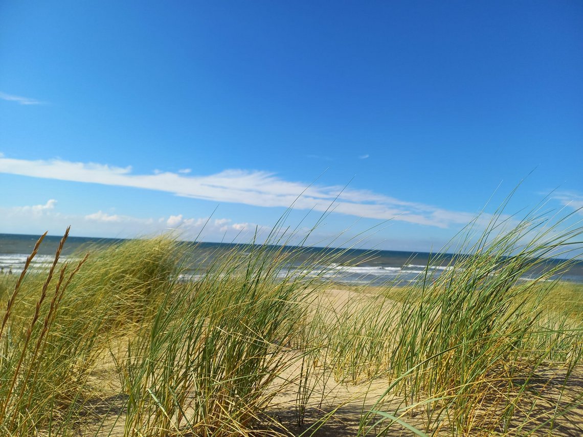 Close up Strandaufnahme mit Dünengras