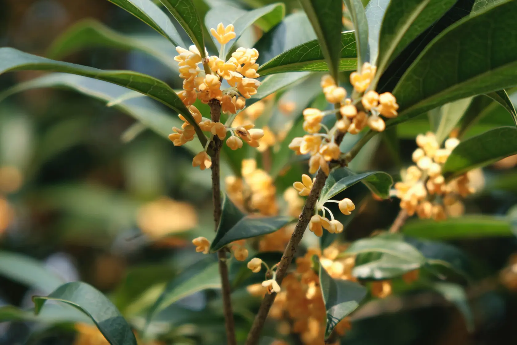 Headergrafik Osmanthus