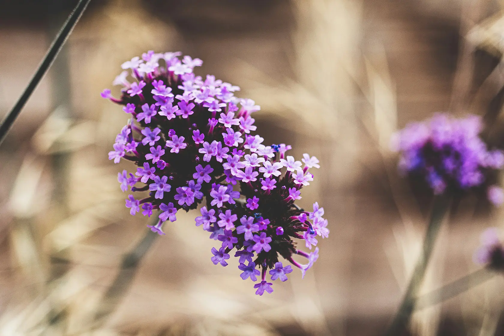 Headergrafik Verveine