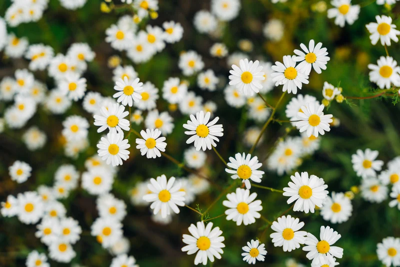 Kamille auf dem Feld