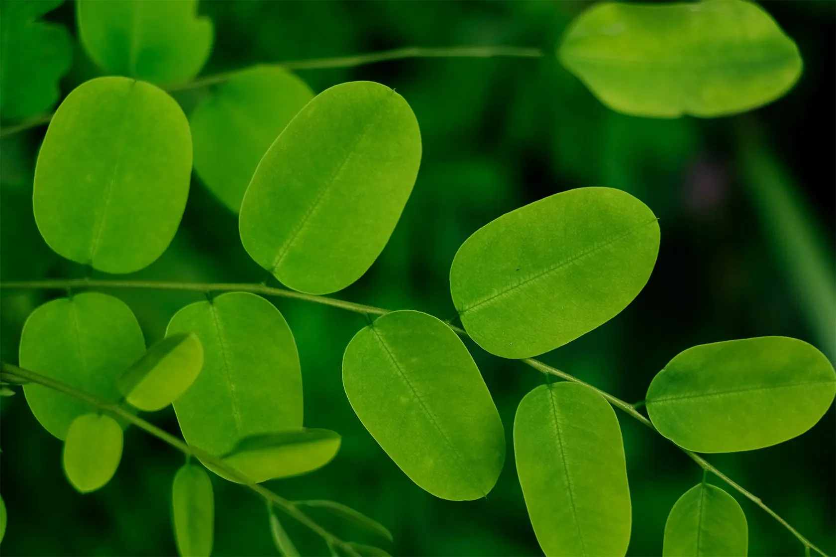 Headergrafik Moringa