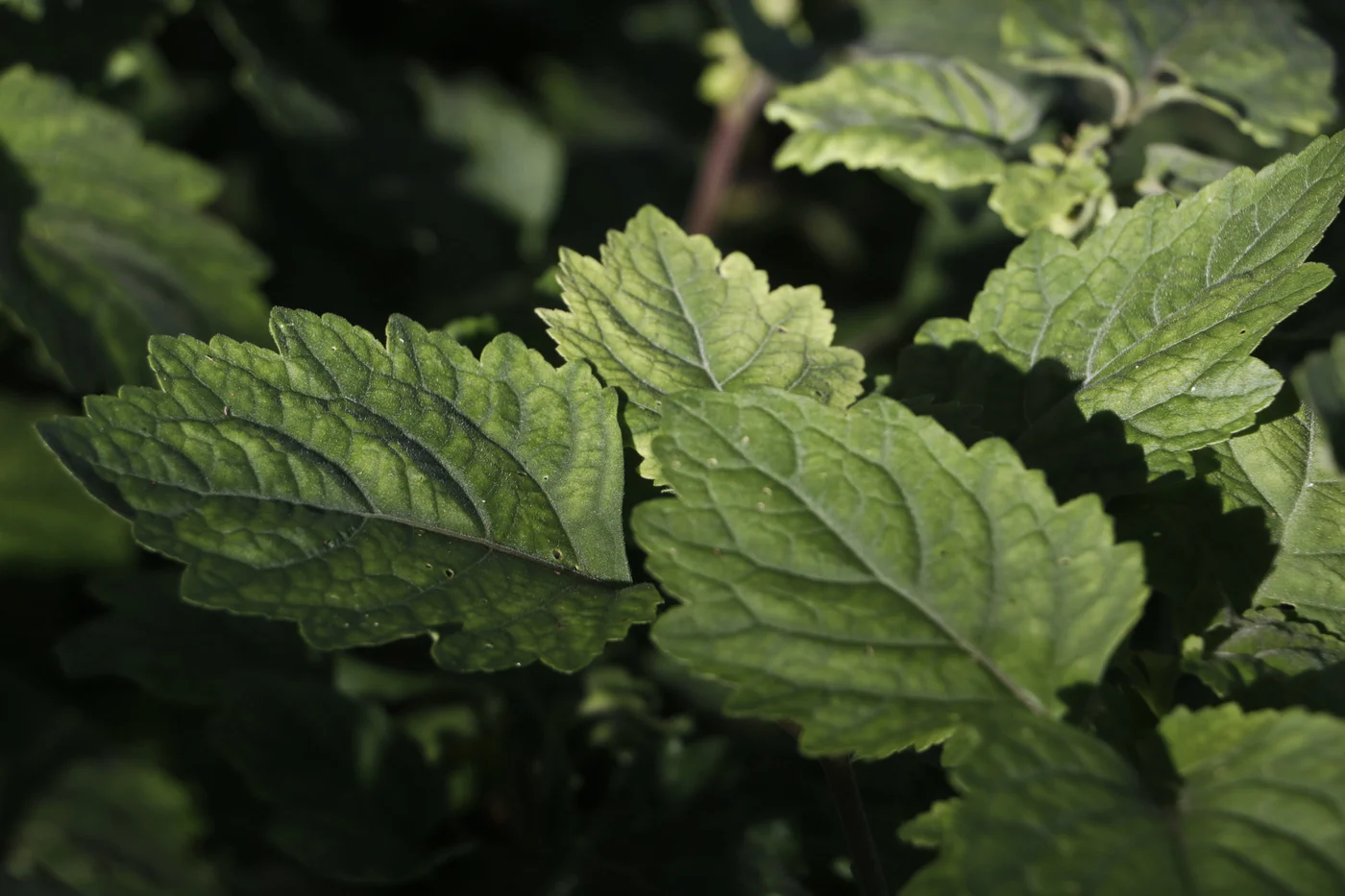 Nahaufnahme der behaarten Blätter der Patchouli-Pflanze
