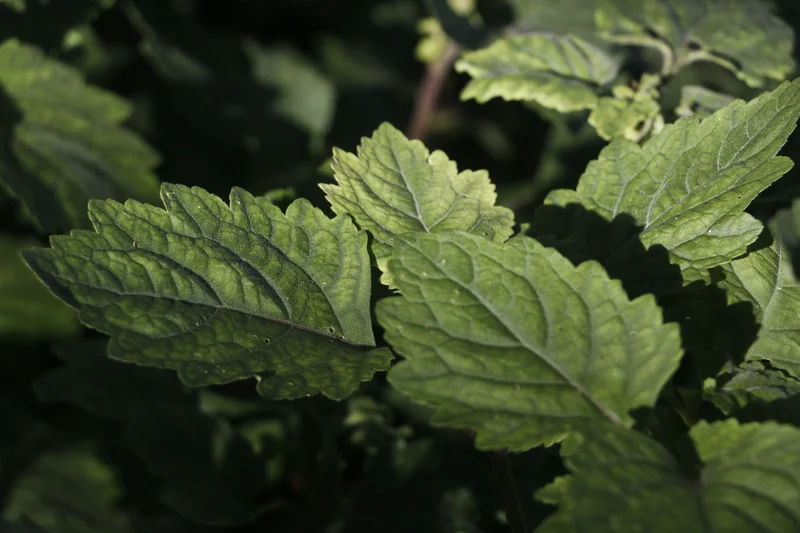 Nahaufnahme der behaarten Blätter der Patchouli-Pflanze
