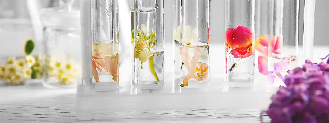 Zutaten für Parfum