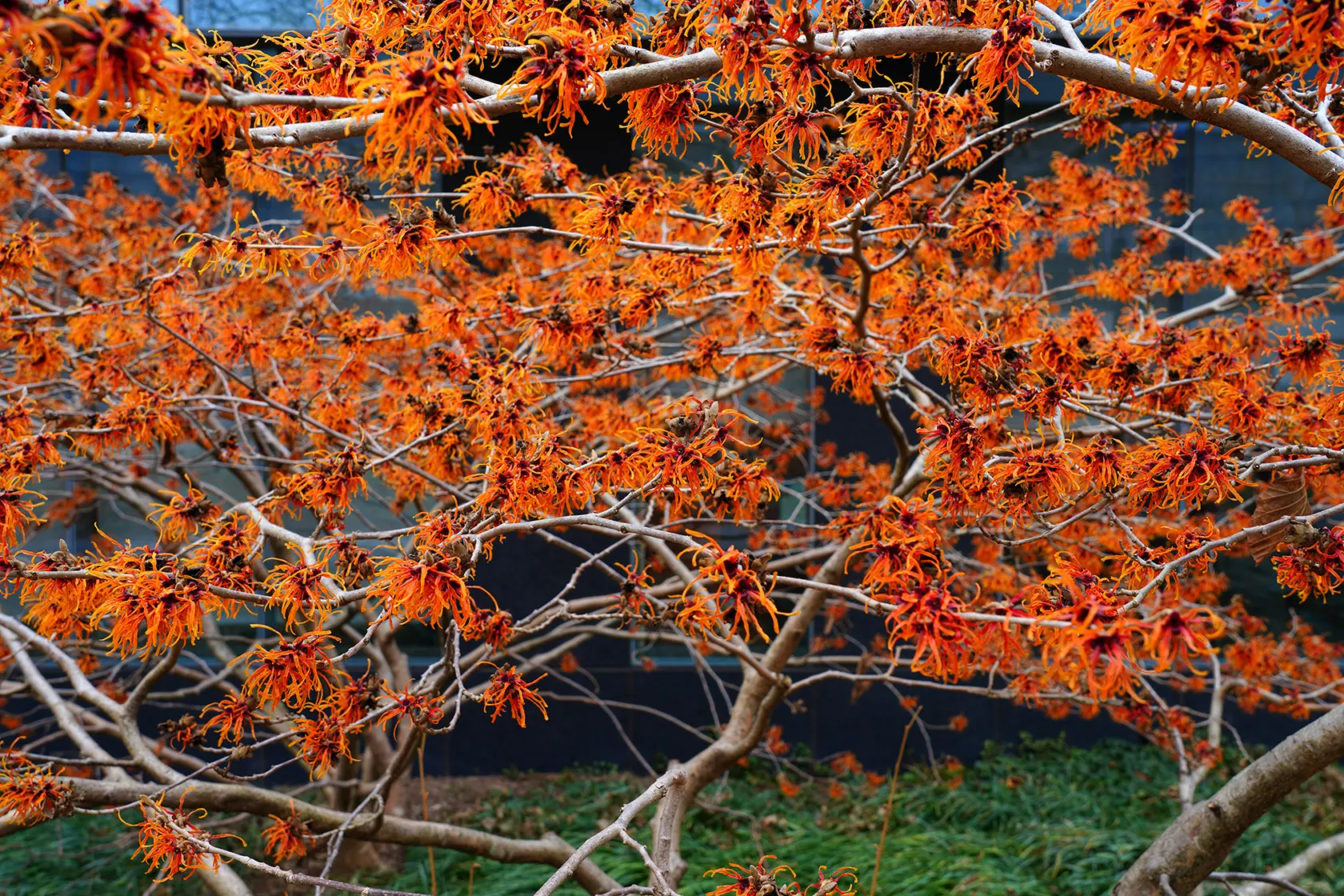 Headergrafik Hamamelis