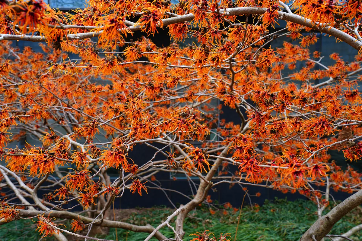 Headergrafik Hamamelis