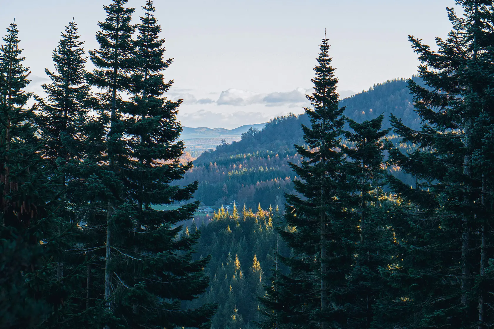 Headergrafik Koniferig