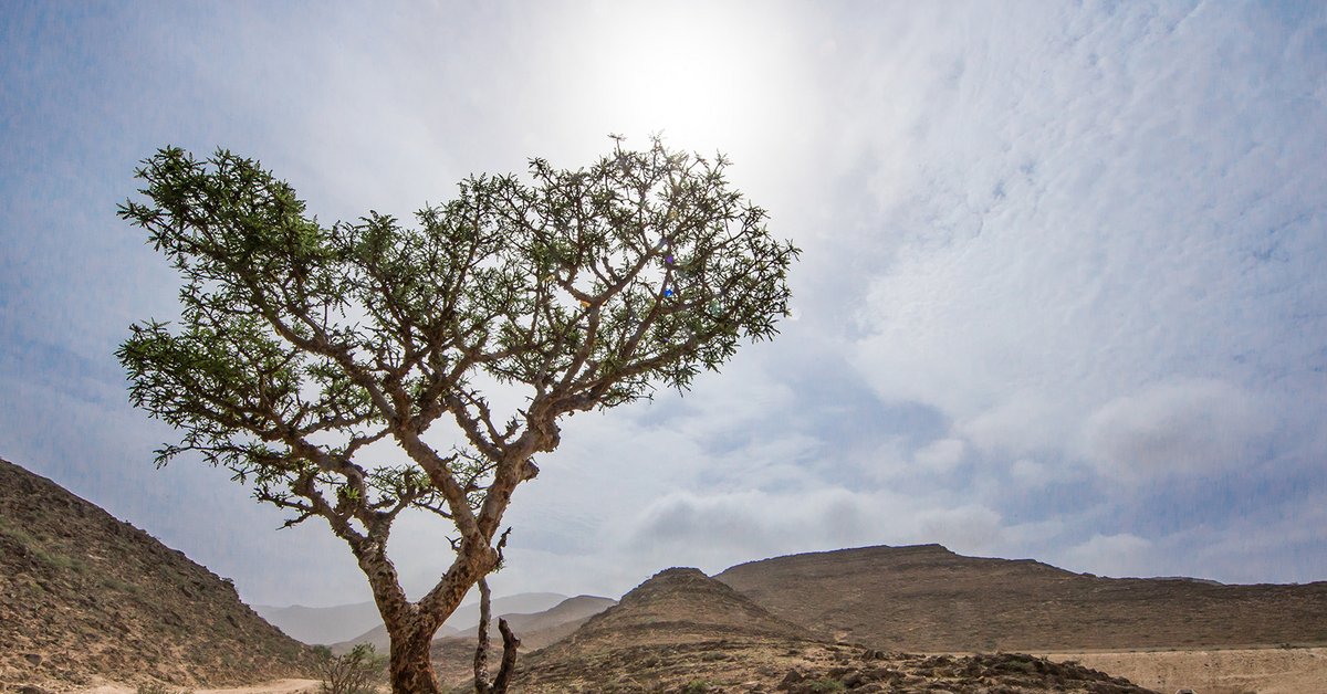 Weihrauch Beautypedia