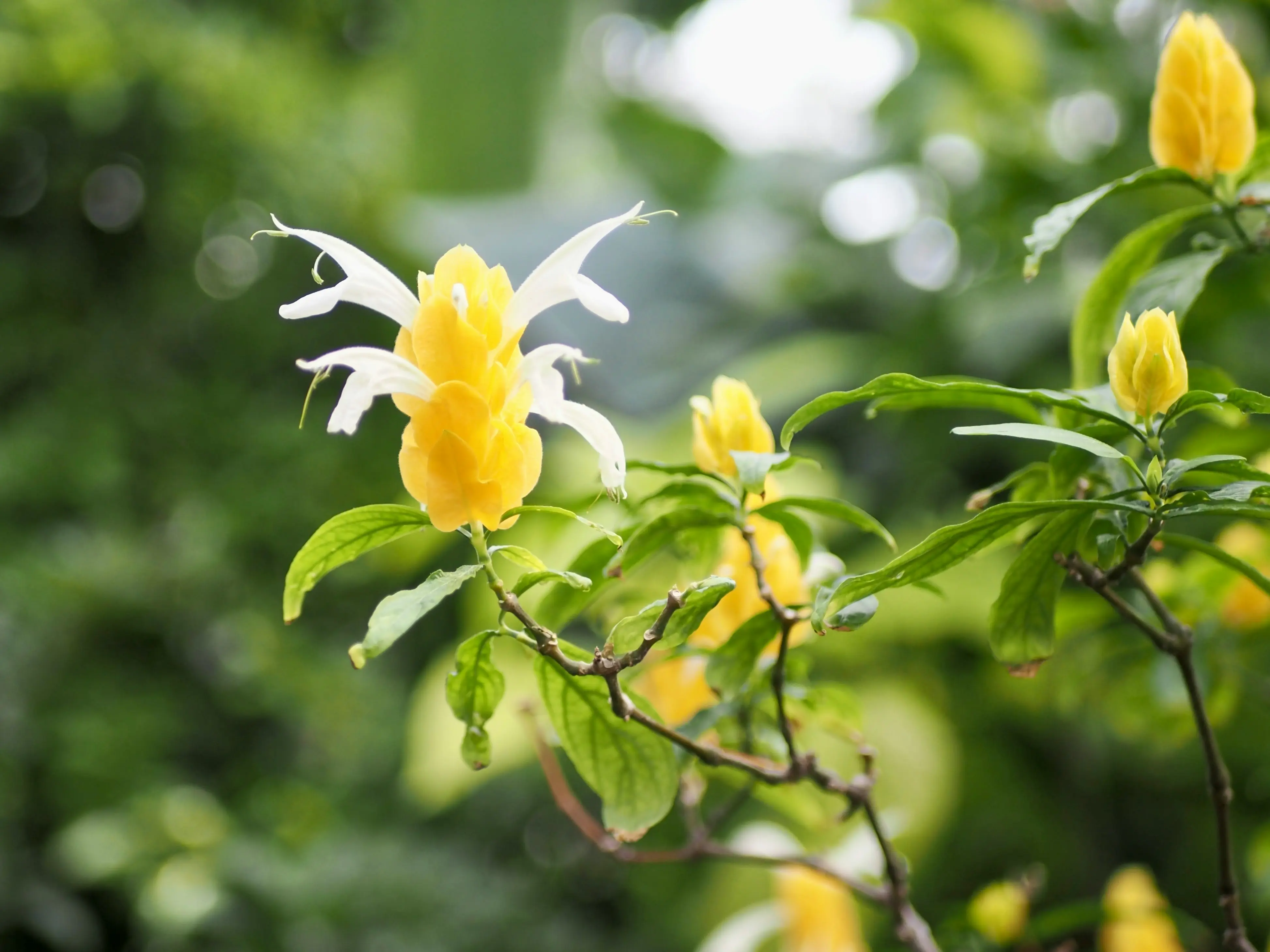 Headergrafik Ylang Ylang