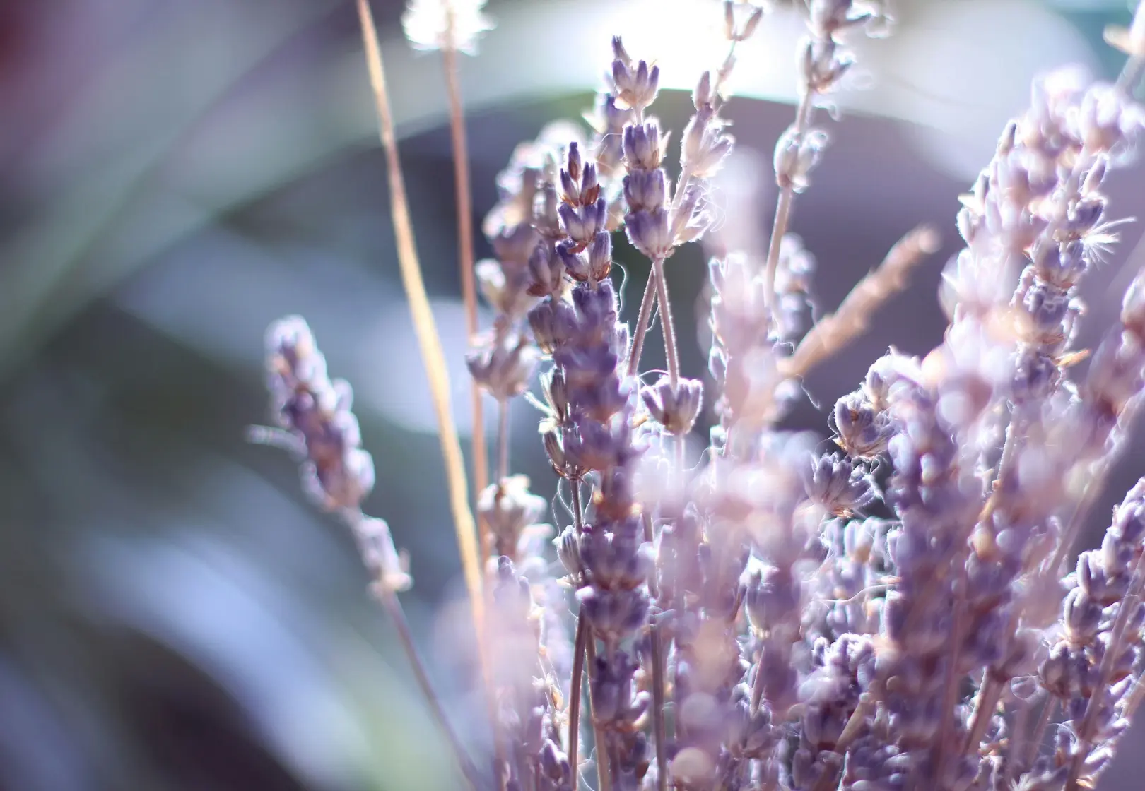 Headergrafik Basisnote