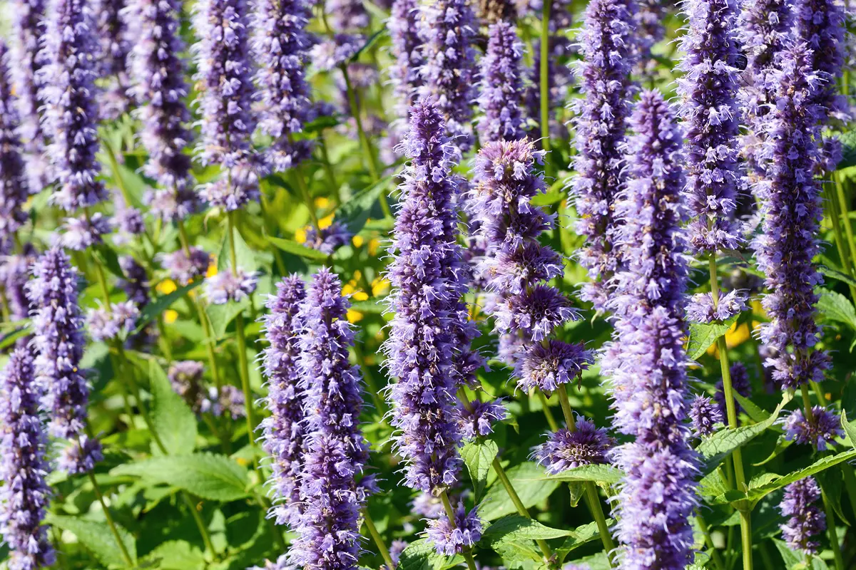 Headergrafik Patchouli