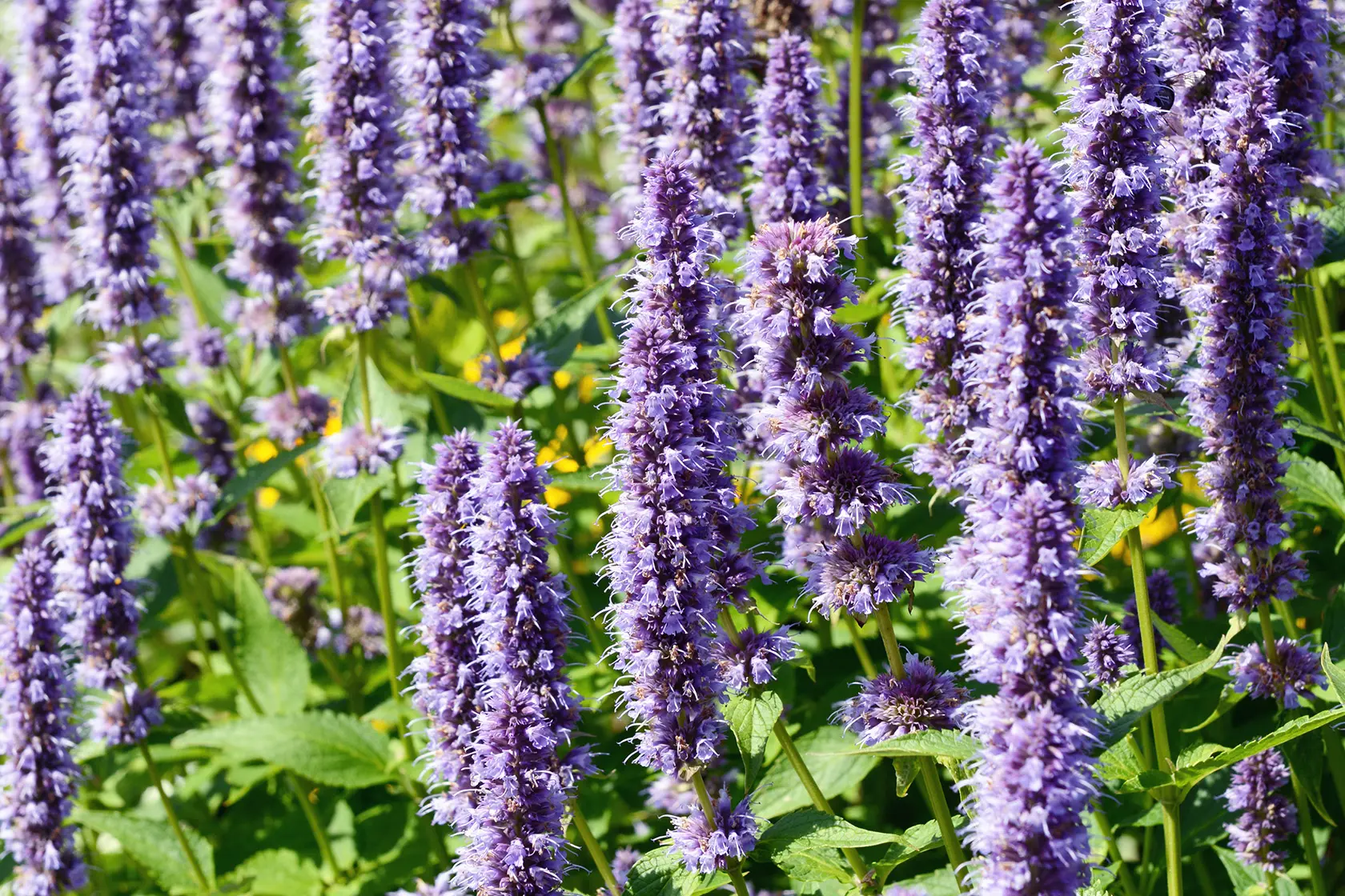 Headergrafik Patchouli