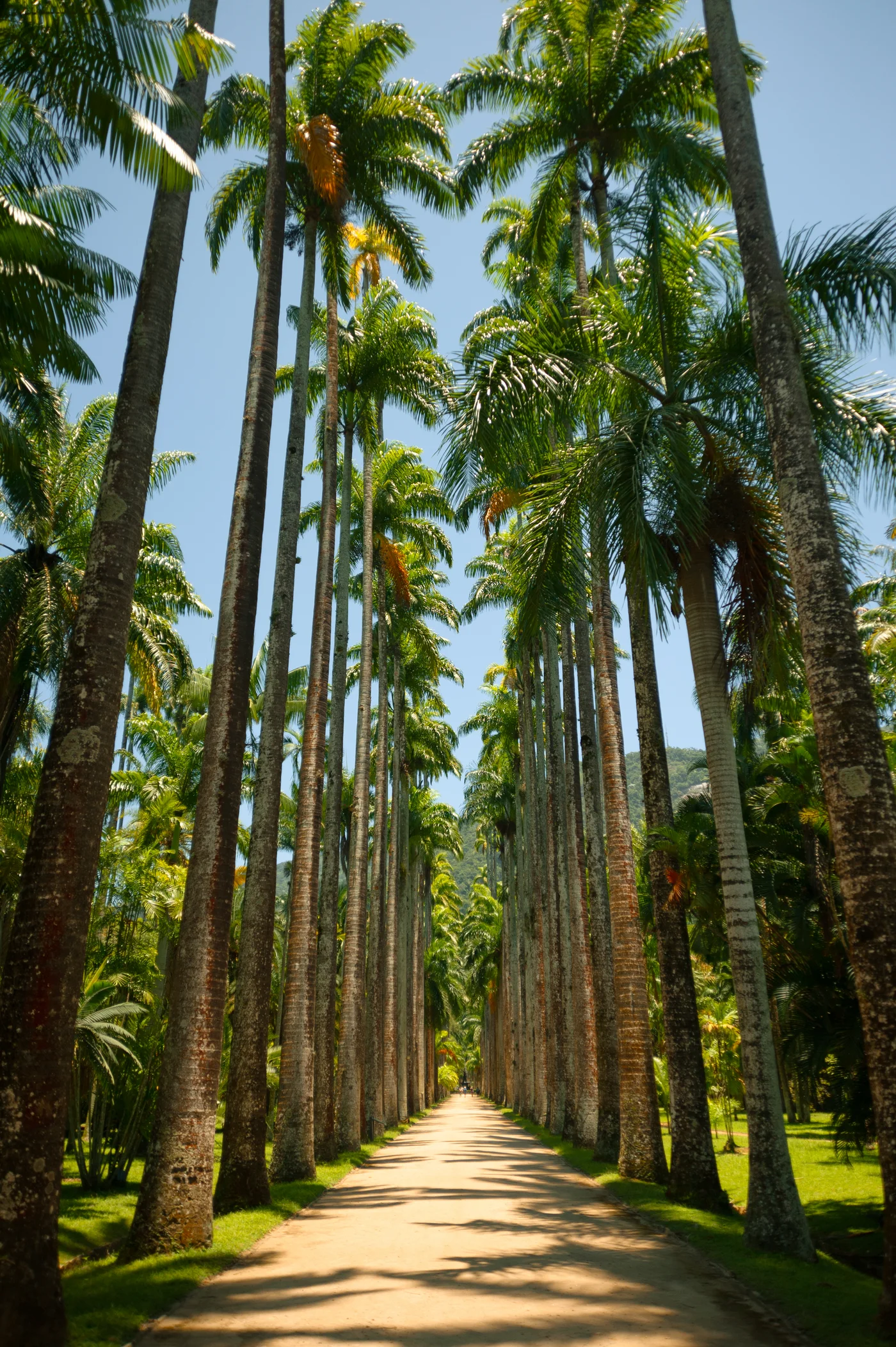 Babassuöl – wertvoller Wirkstoff der Babassu-Palme