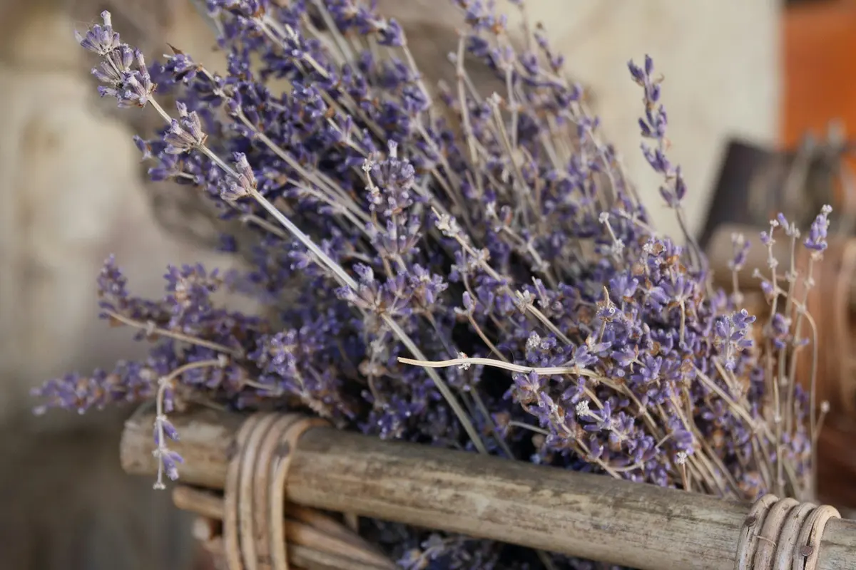 Headergrafik Lavendel