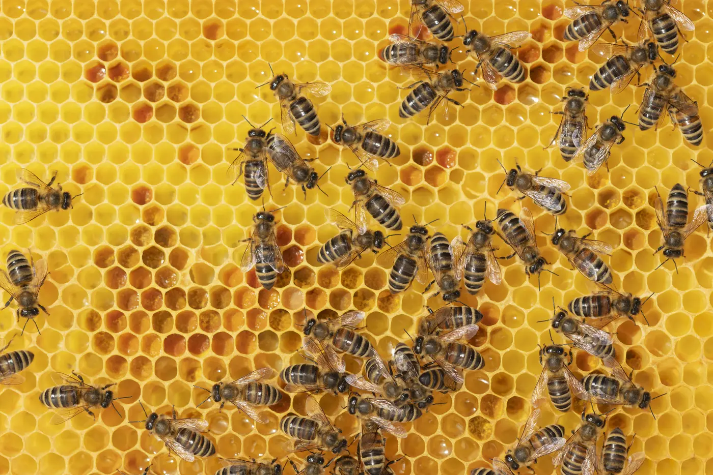 Propolis - Wunderwaffe aus der Natur