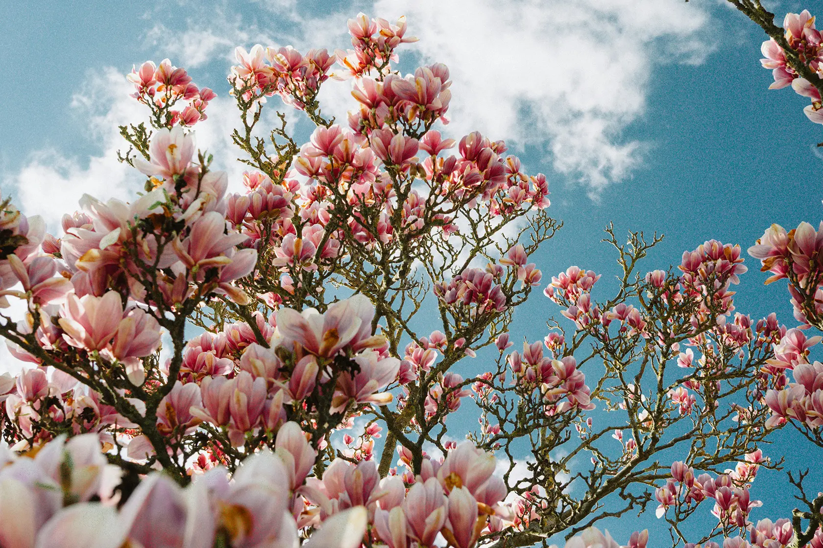 Headergrafik Magnolie