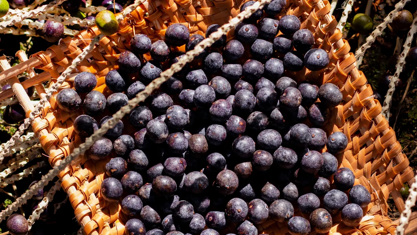 Acai Beeren im Korb