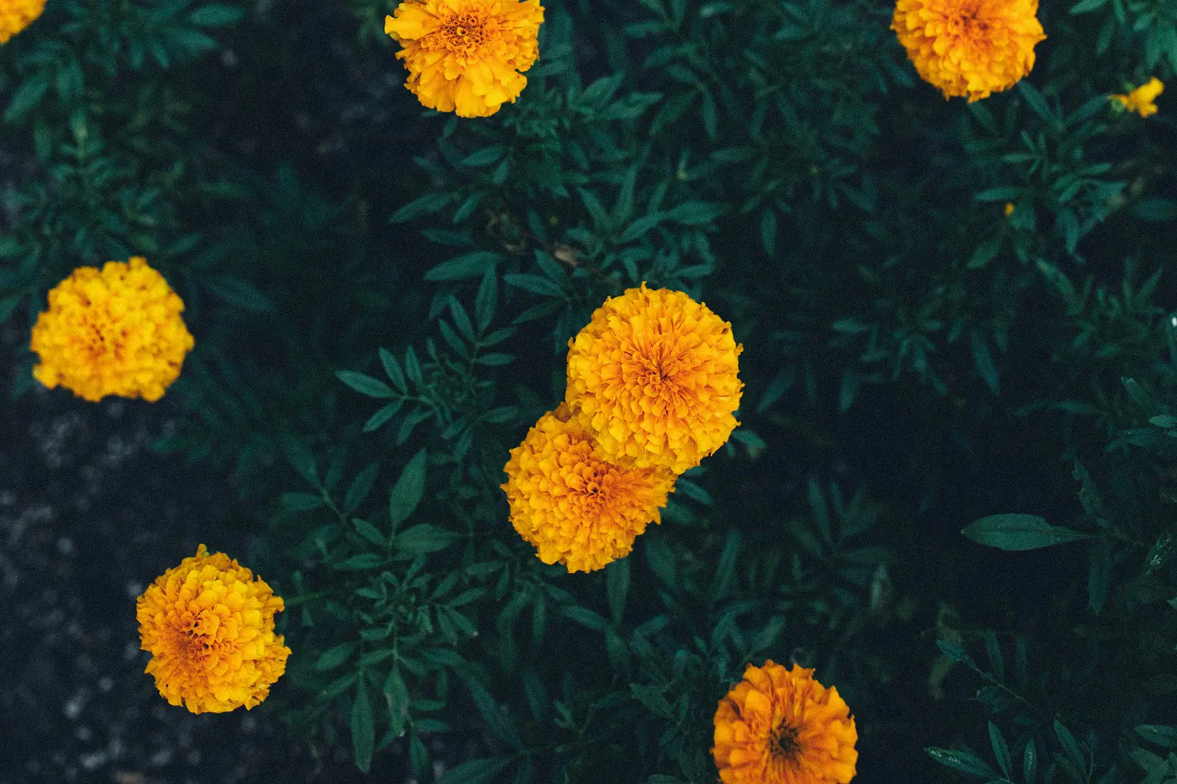 Headergrafik Ringelblume