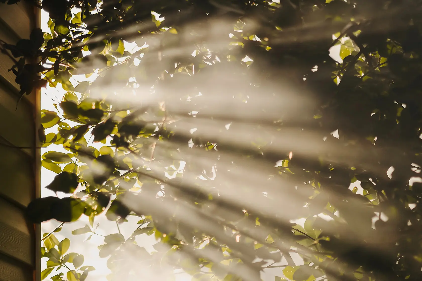 Headergrafik Lichttherapie