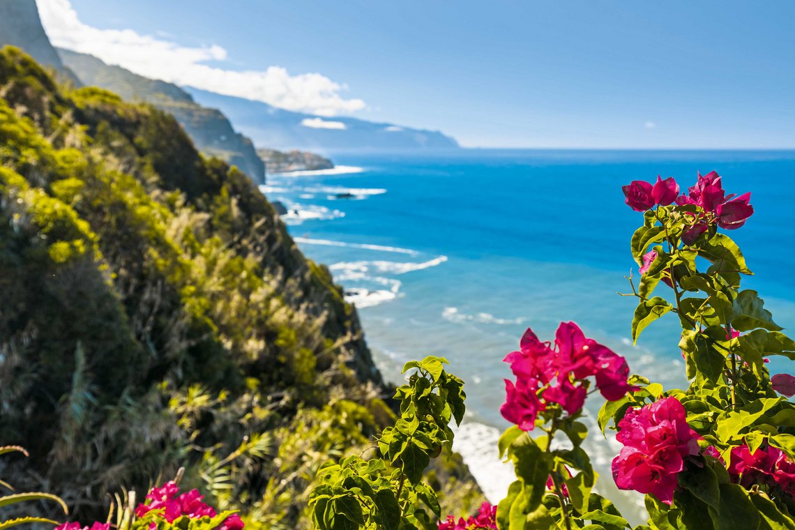 Blumen auf Küste in Boaventura Madeira Portugal
