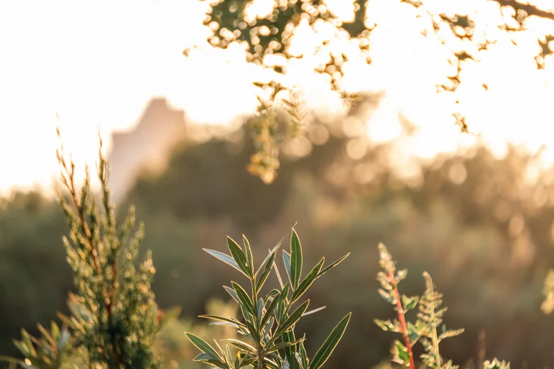 Ruhiges Morgenlicht auf üppigem Grün in natürlicher Gartenanlage