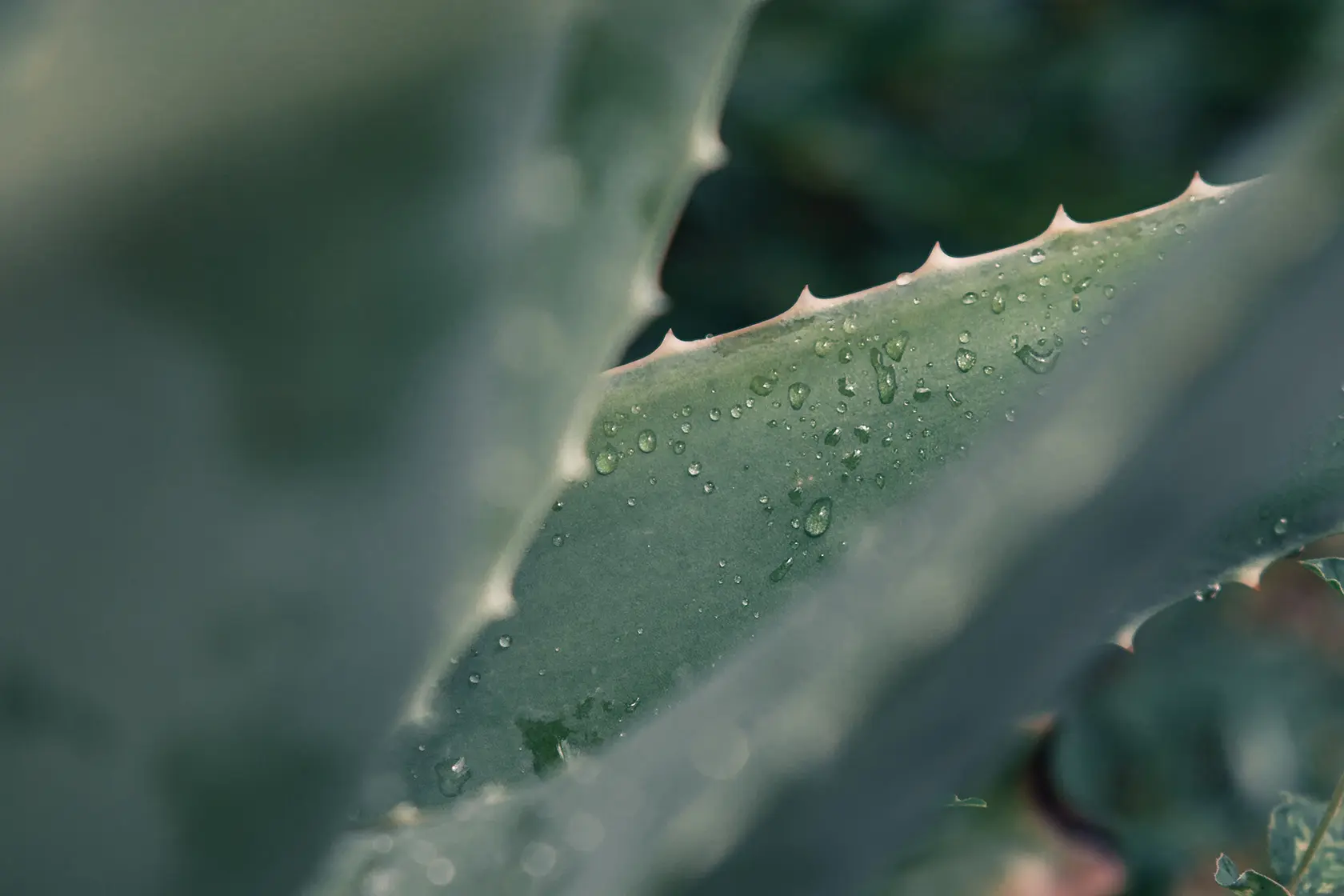 Headergrafik Aloe Vera