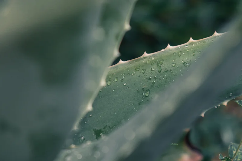 Headergrafik Aloe Vera