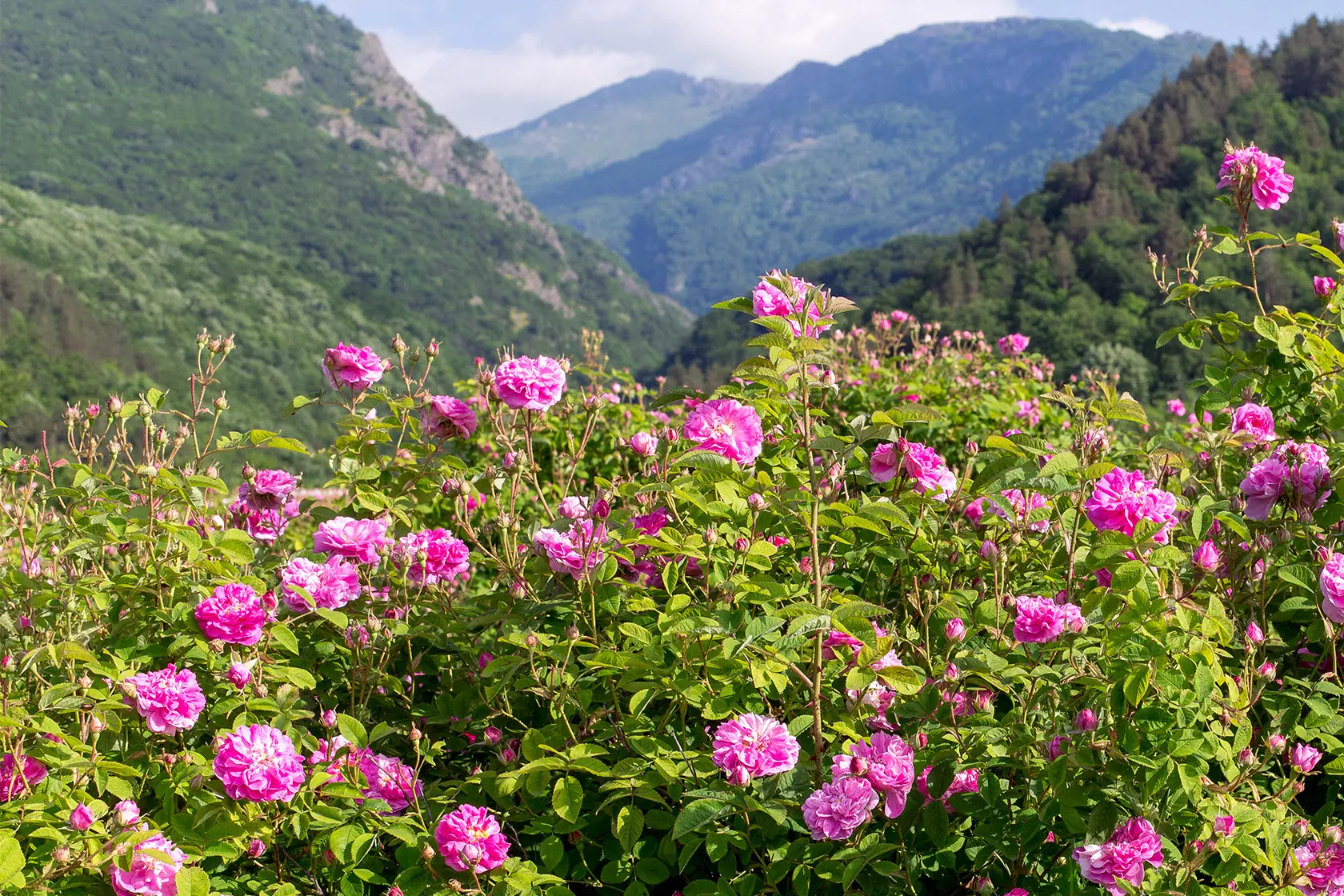 Headergrafik Bulgarische Rose