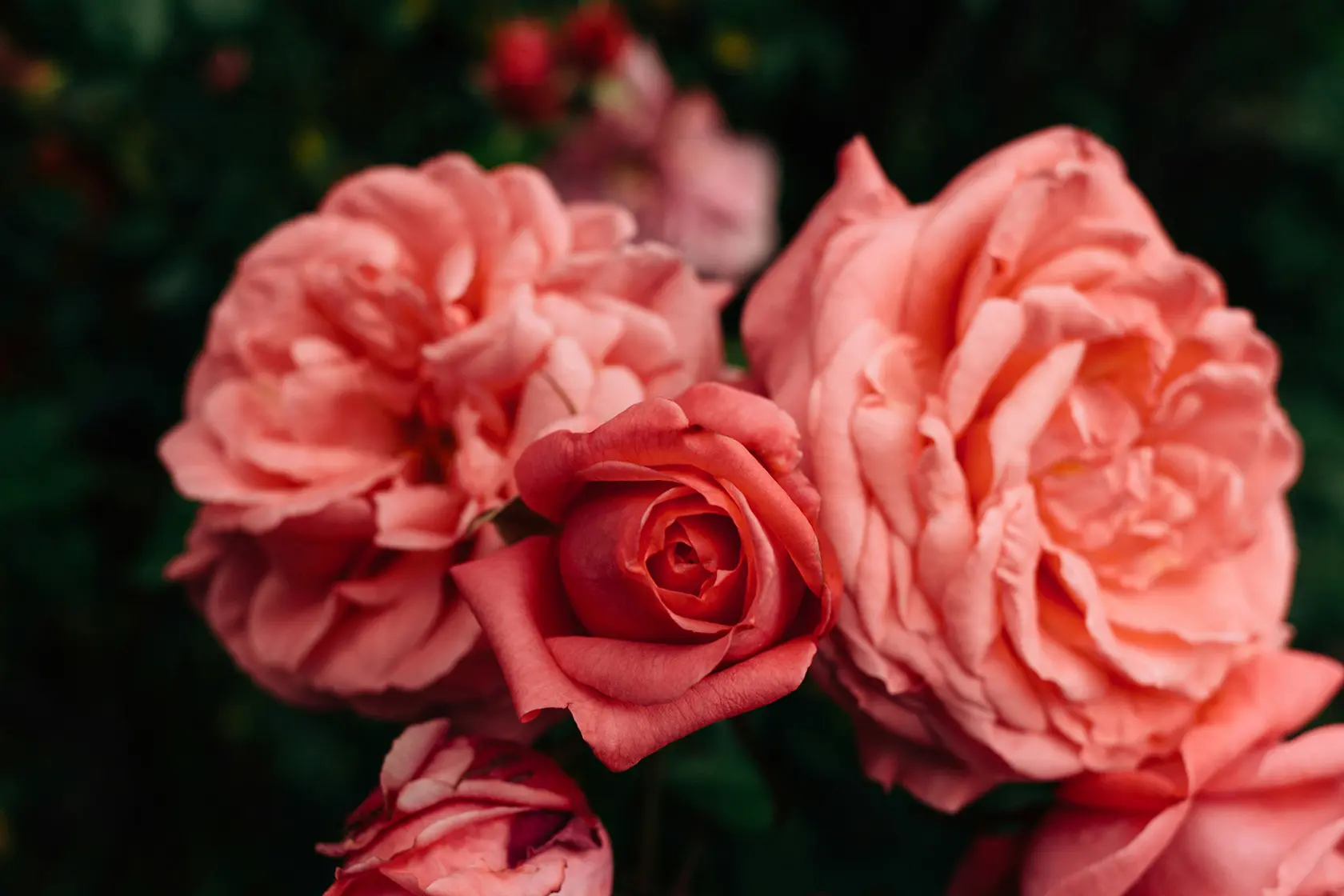Headergrafik Damaszener Rose