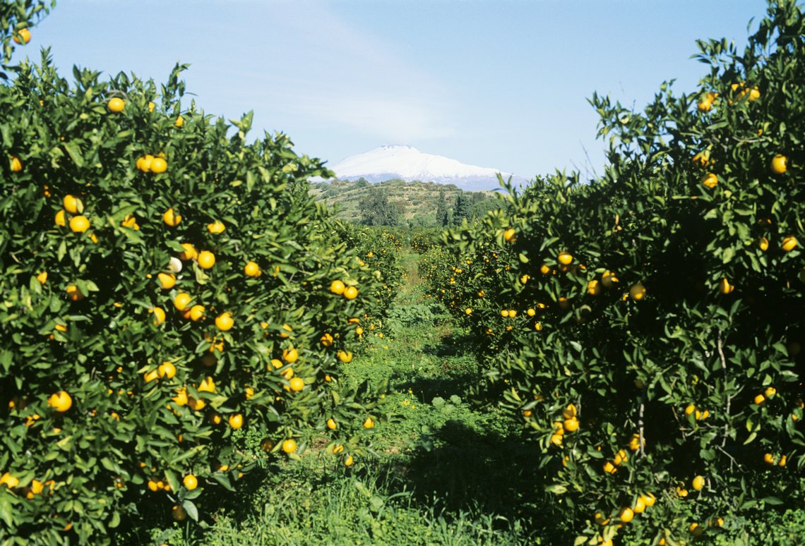 Zitronenplantage in Sizilien