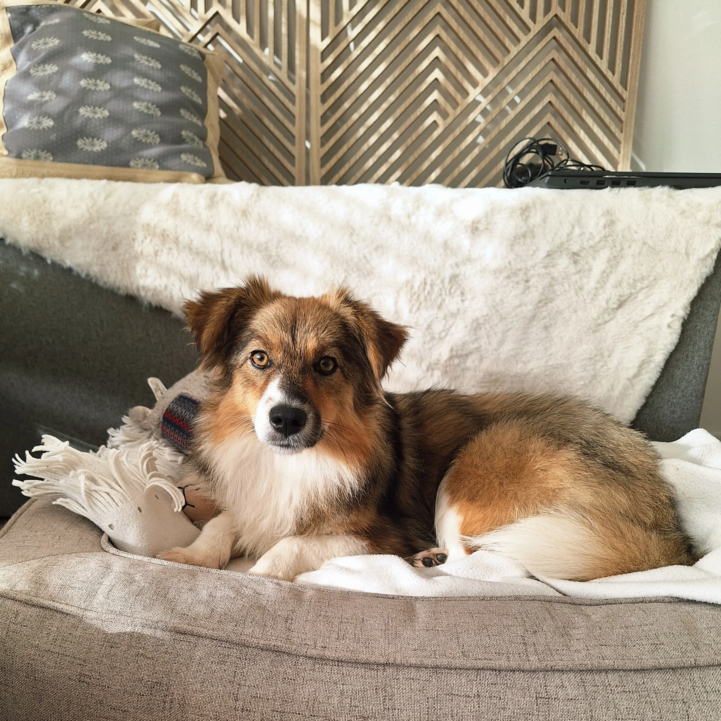 Hund liegt im weichen kuscheligen Körbchen