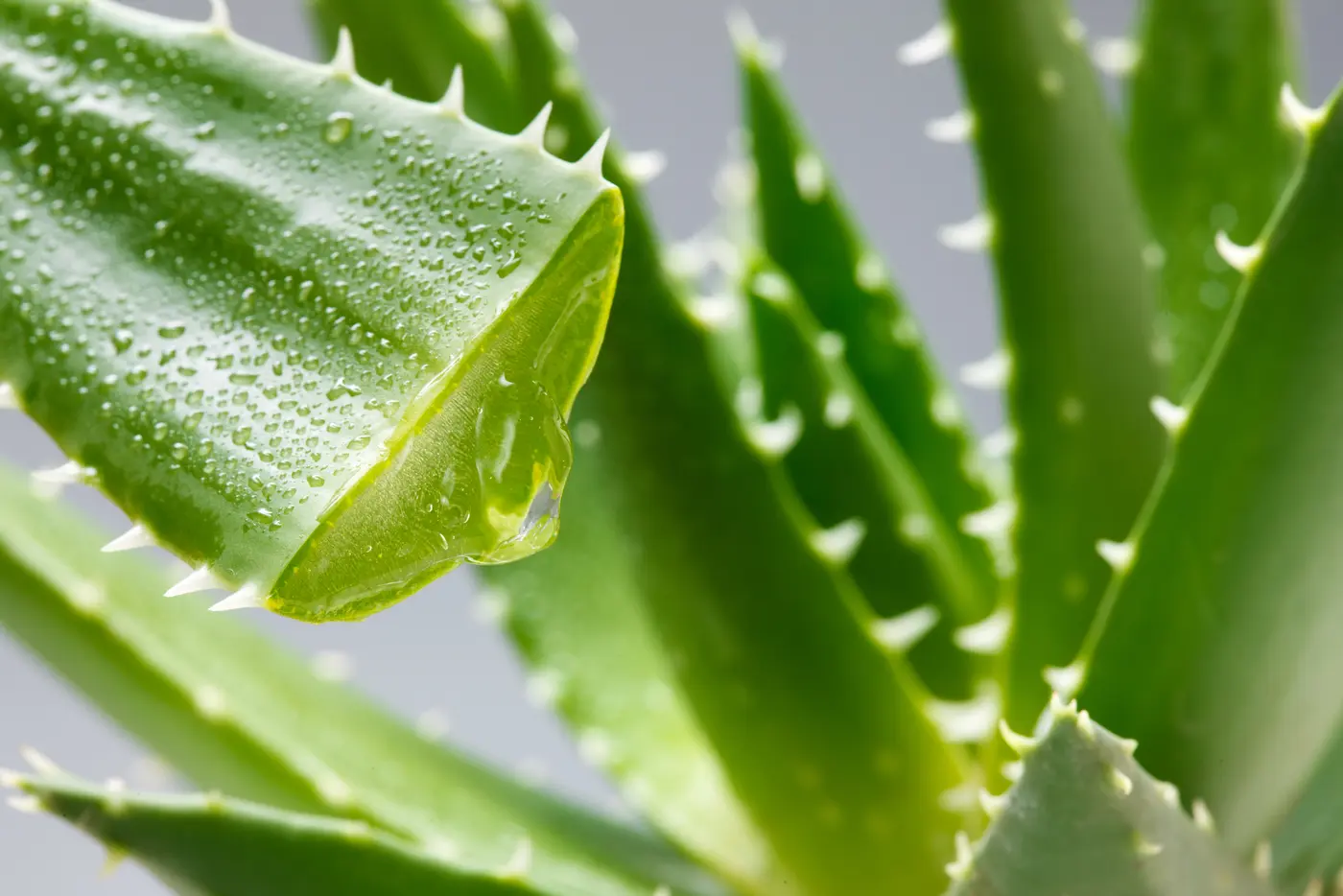 Aloe Vera für Haut und Haare