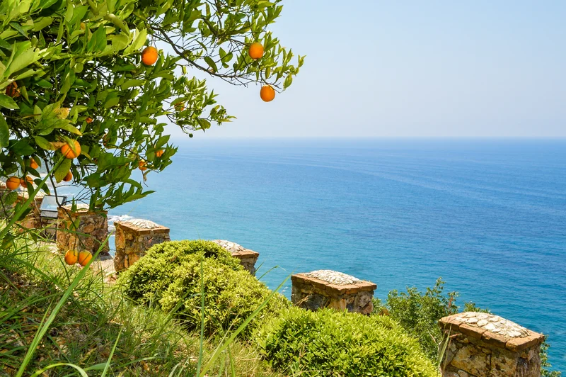 Baum mit reifen Orangen auf dem Hintergrund des Meeres