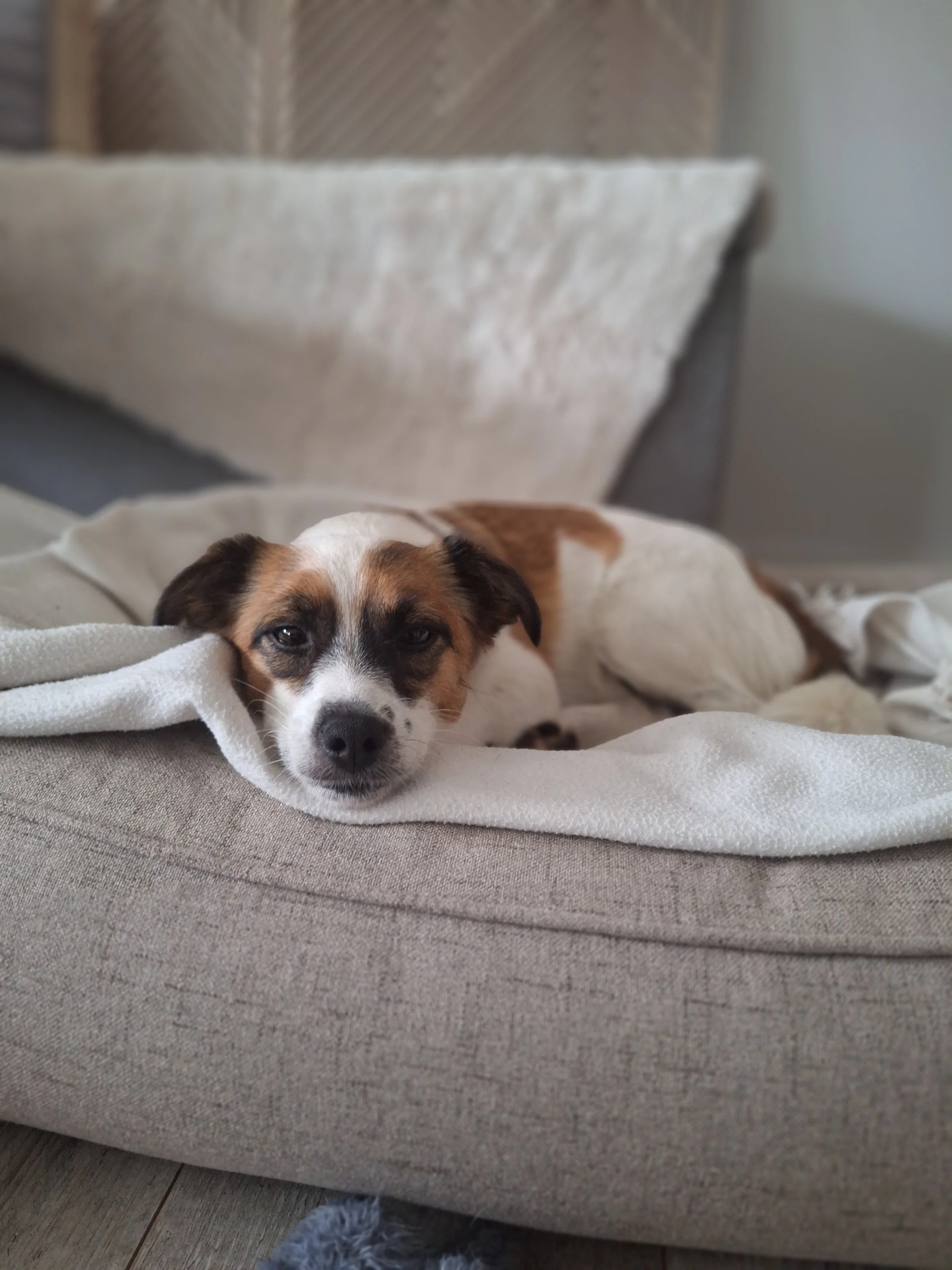 Close-up, Hund im Körbchen