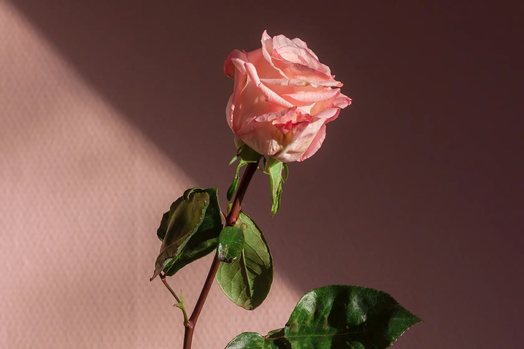 Headergrafik Rosenöl
