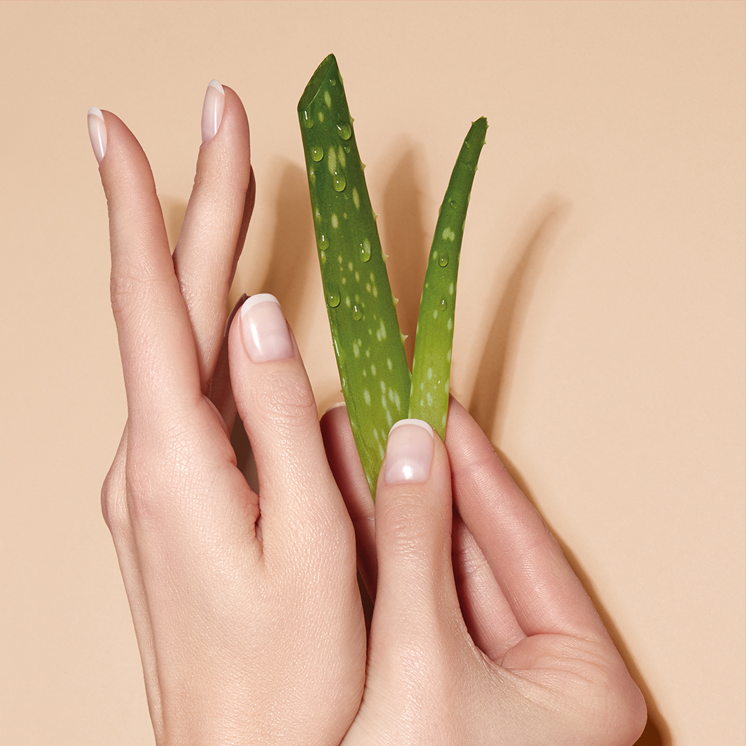 Hände halten Aloe Vera Pflanze