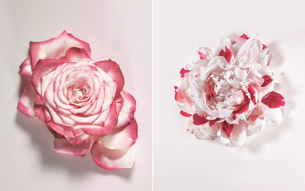 Die Inhaltsstoffe von Miss Dior Eau de Parfum