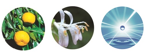 Zitronenbaum, helle Blüte und Wasser mit Lichtstrahlen