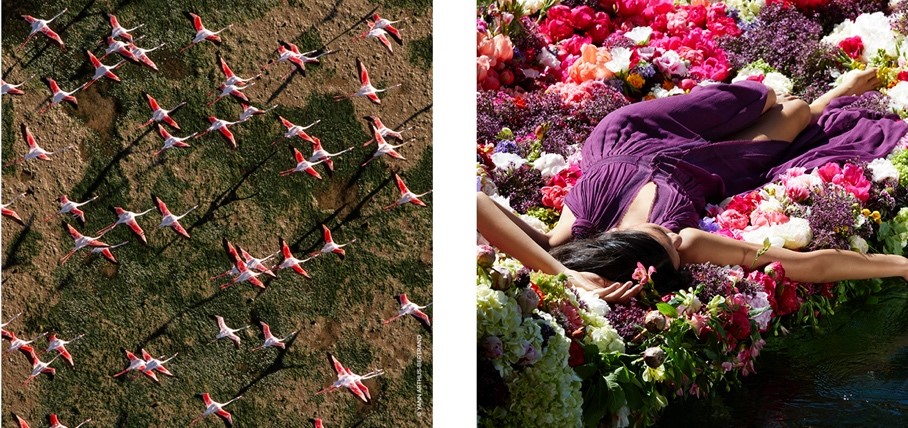 Frau liegt auf schöner Blumenwiese