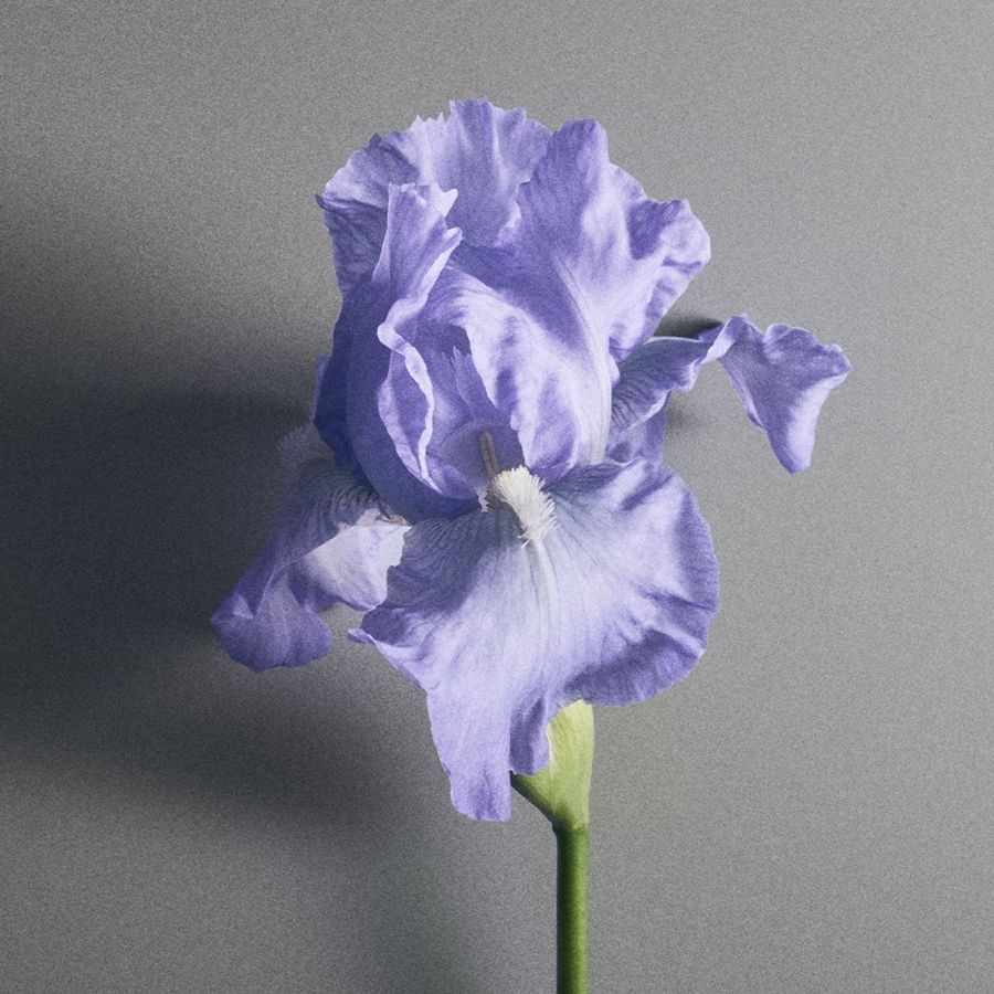 Duftnote: Iris